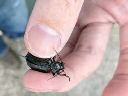 Image of Black Caterpillar Hunter