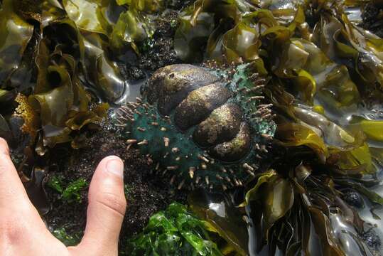 صورة Acanthopleura echinata (Barnes 1824)