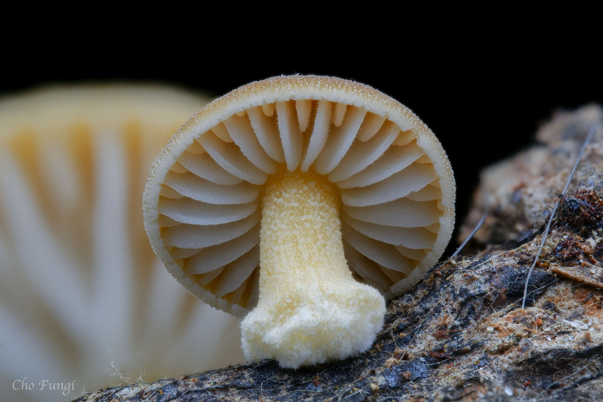 Image of Cyptotrama glabra Zhu L. Yang & J. Qin 2016