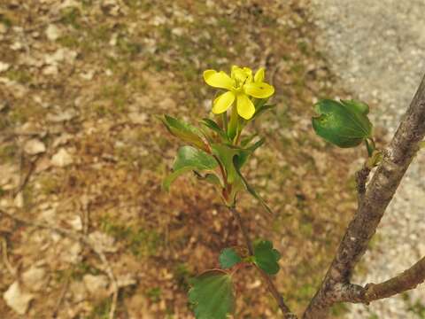 Image of golden currant