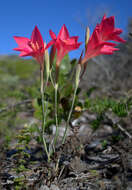 Слика од Gladiolus carmineus C. H. Wright