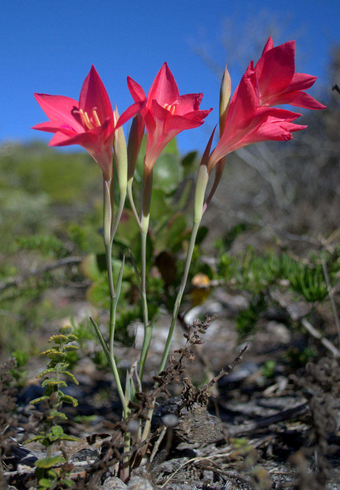 Gladiolus carmineus C. H. Wright resmi