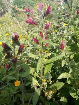 Image of Echium creticum subsp. creticum