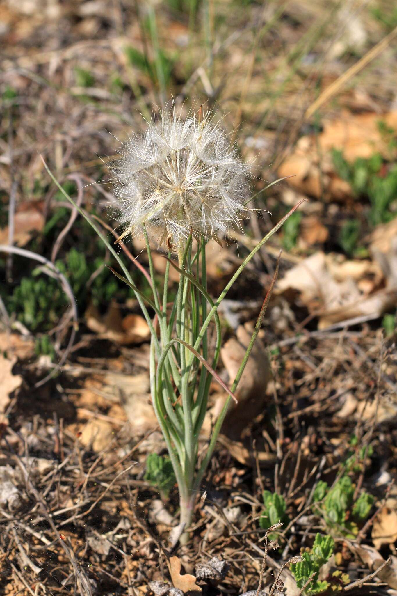 Слика од Scorzonera mollis subsp. mollis