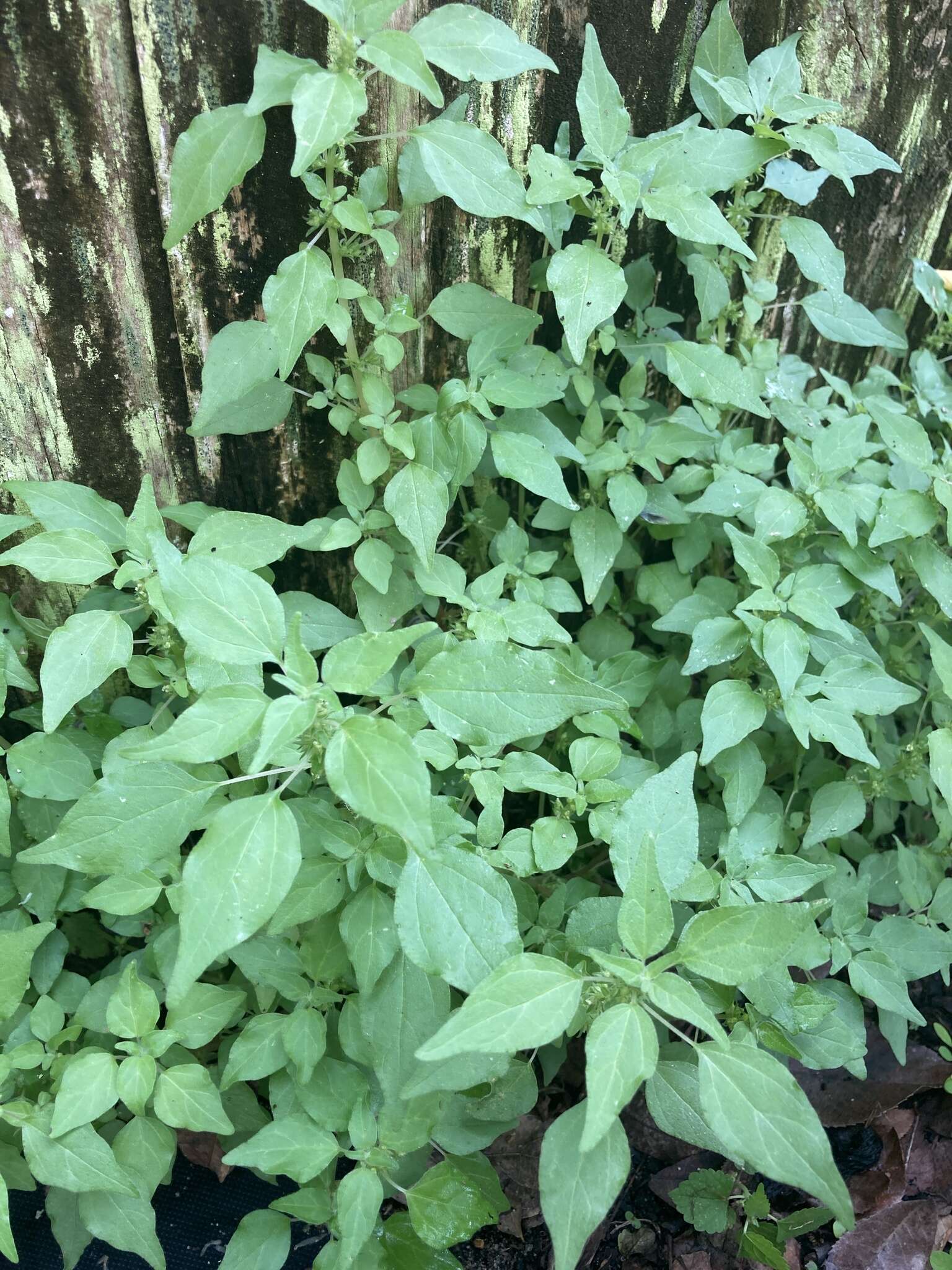 Image of Florida pellitory