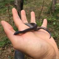 Image of Northern Ground Snake