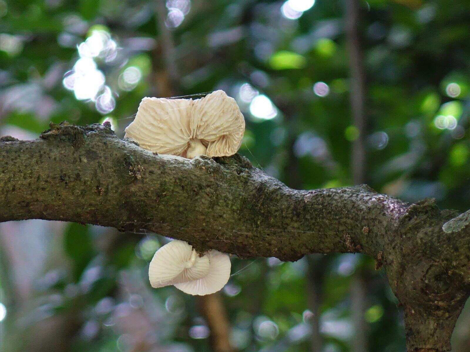 Image of Oudemansiella australis G. Stev. & G. M. Taylor 1964