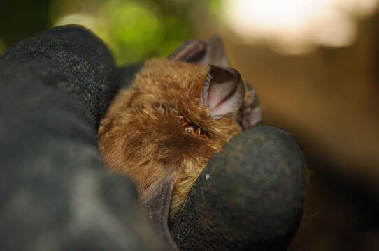 Image of Arabian Horseshoe Bat