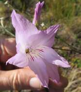 Imagem de Gladiolus blommesteinii L. Bolus