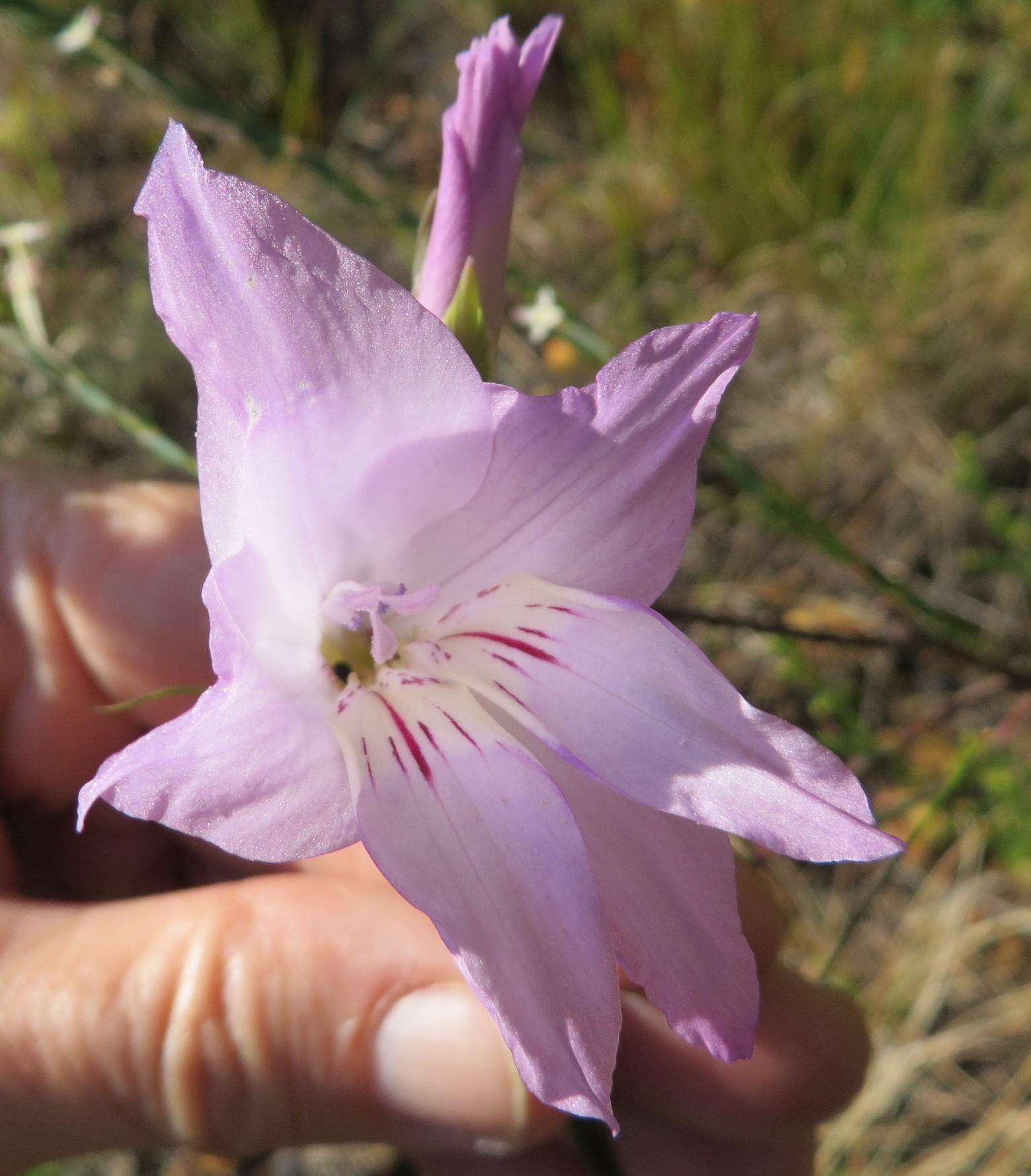 Imagem de Gladiolus blommesteinii L. Bolus