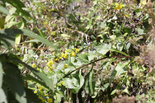 Image of shadowy goldenrod