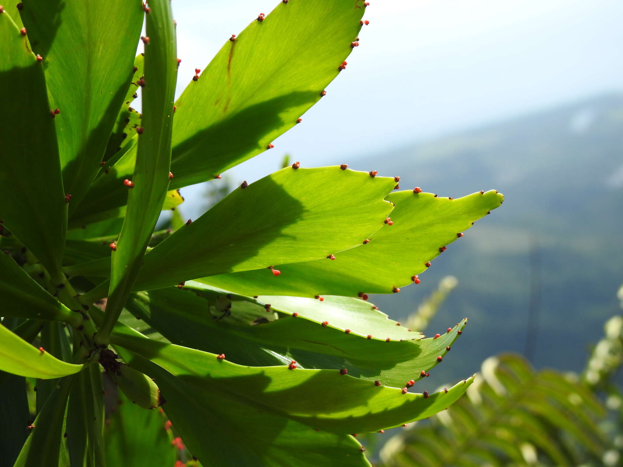 Слика од Phyllanthus epiphyllanthus L.