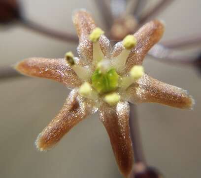 Image of Drimia virens (Schltr.) J. C. Manning & Goldblatt