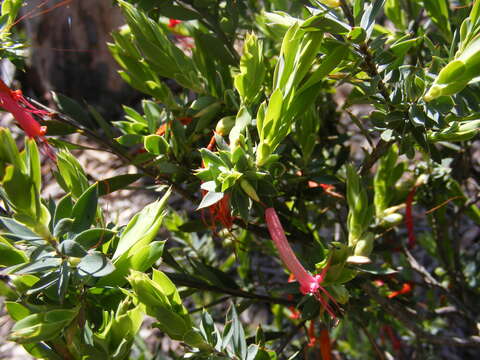 Image of Styphelia triflora Andr.