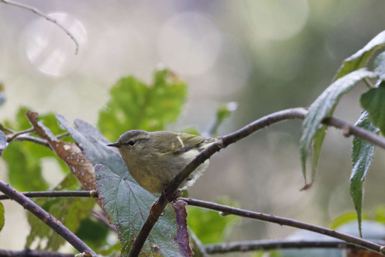 Слика од Phylloscopus humei (Brooks & WE 1878)