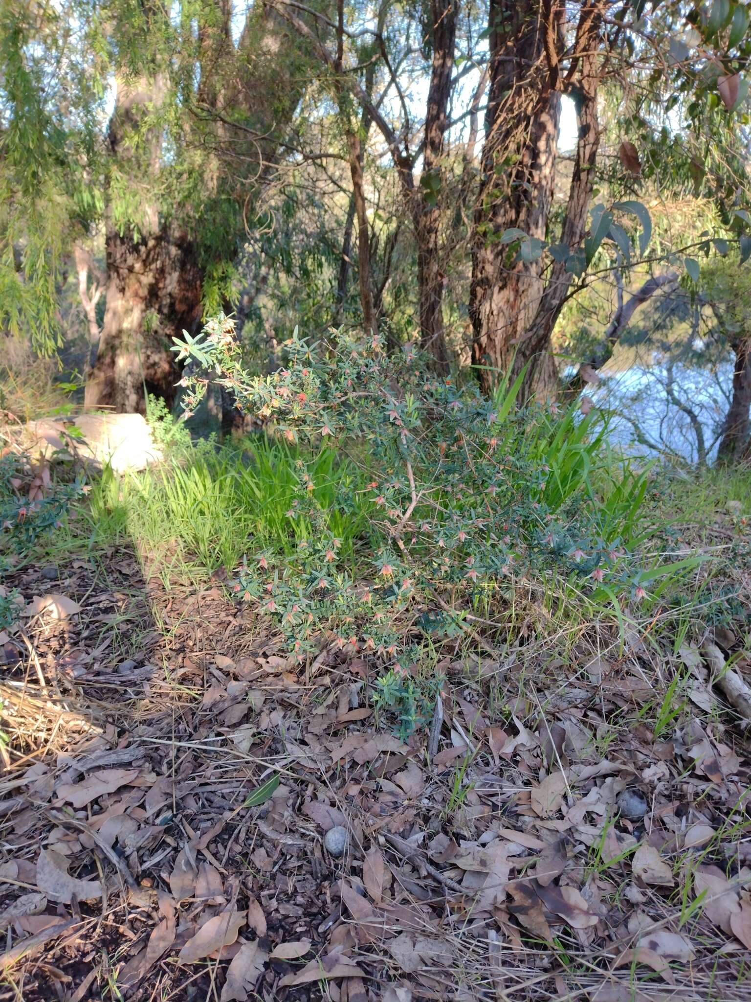 Image of Darwinia citriodora (Endl.) Benth.