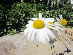 Image of feverfew