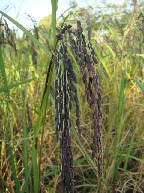 Imagem de Oryza sativa L.