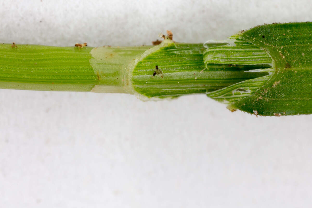 Image of quaking-grass sedge