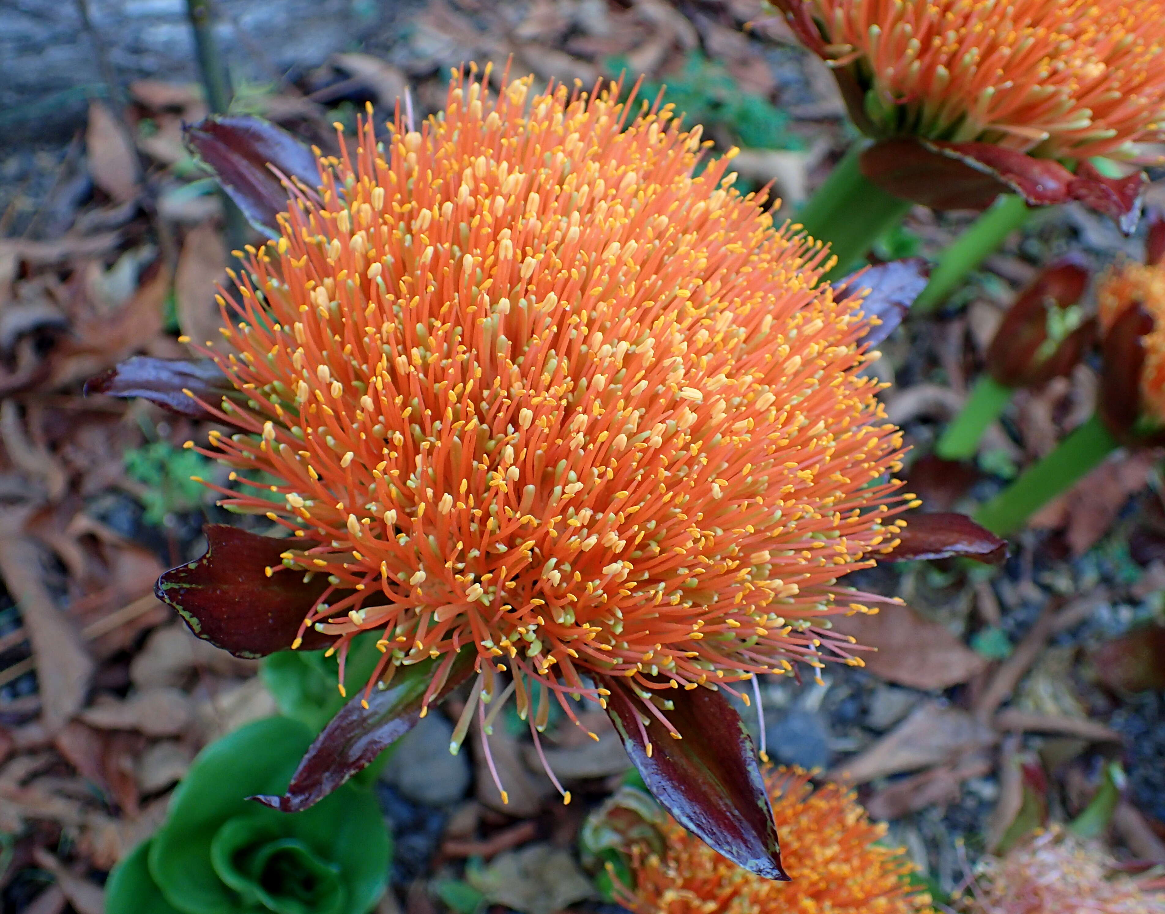 Image of Paintbrush lily