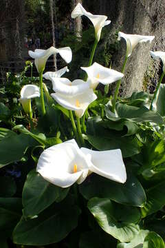 Image of Arum lily