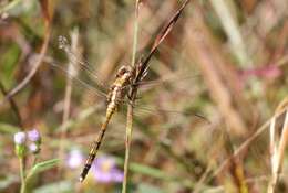 Слика од Orthetrum brachiale (Palisot de Beauvois 1817)