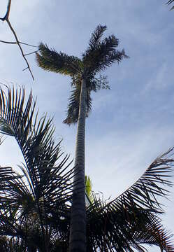 Sivun Dypsis madagascariensis (Becc.) Beentje & J. Dransf. kuva