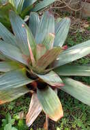 Image of Alcantarea imperialis (Carrière) Harms