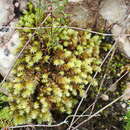 Plancia ëd Breutelia elliptica Magill 1987