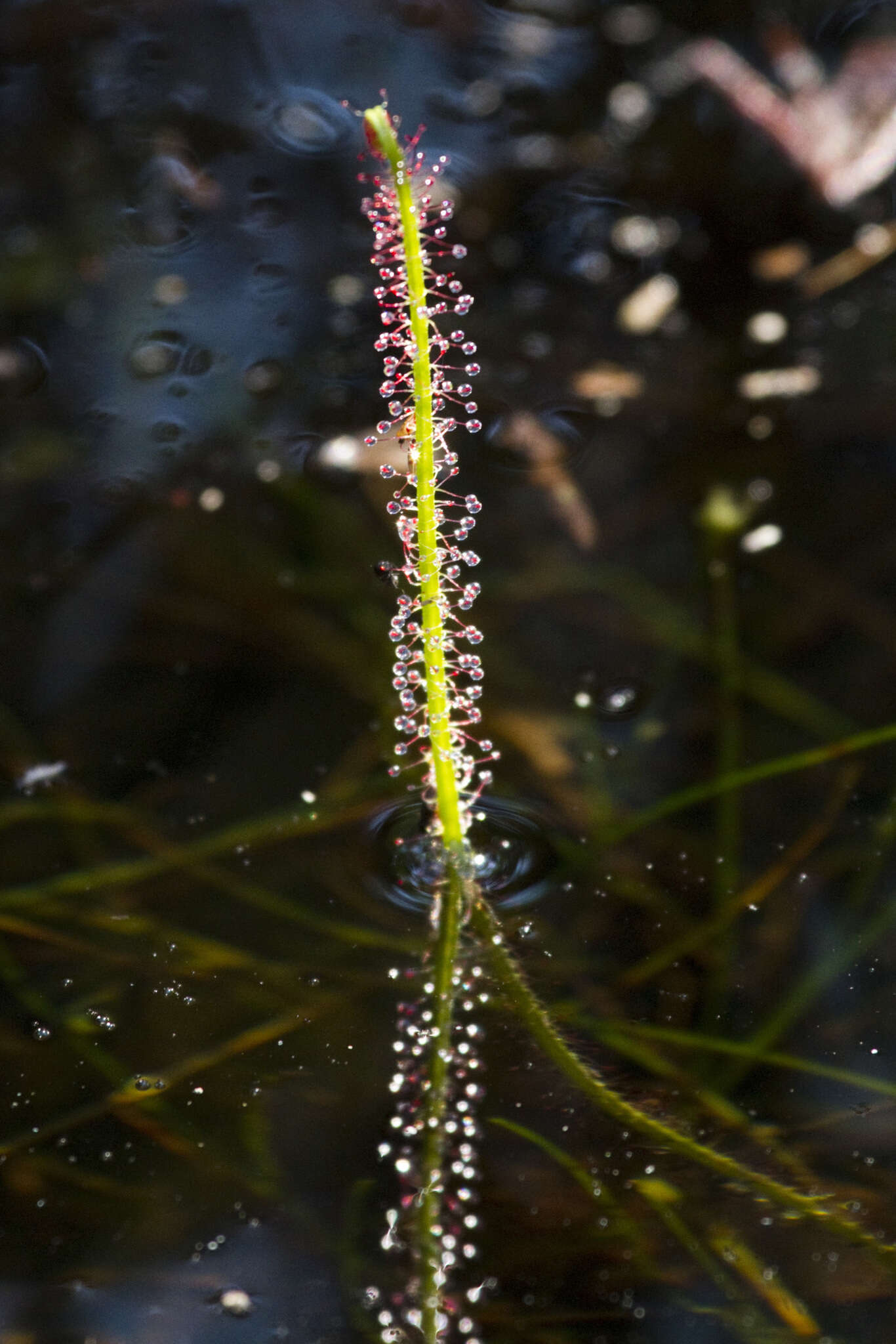 Image de Drosera filiformis Raf.