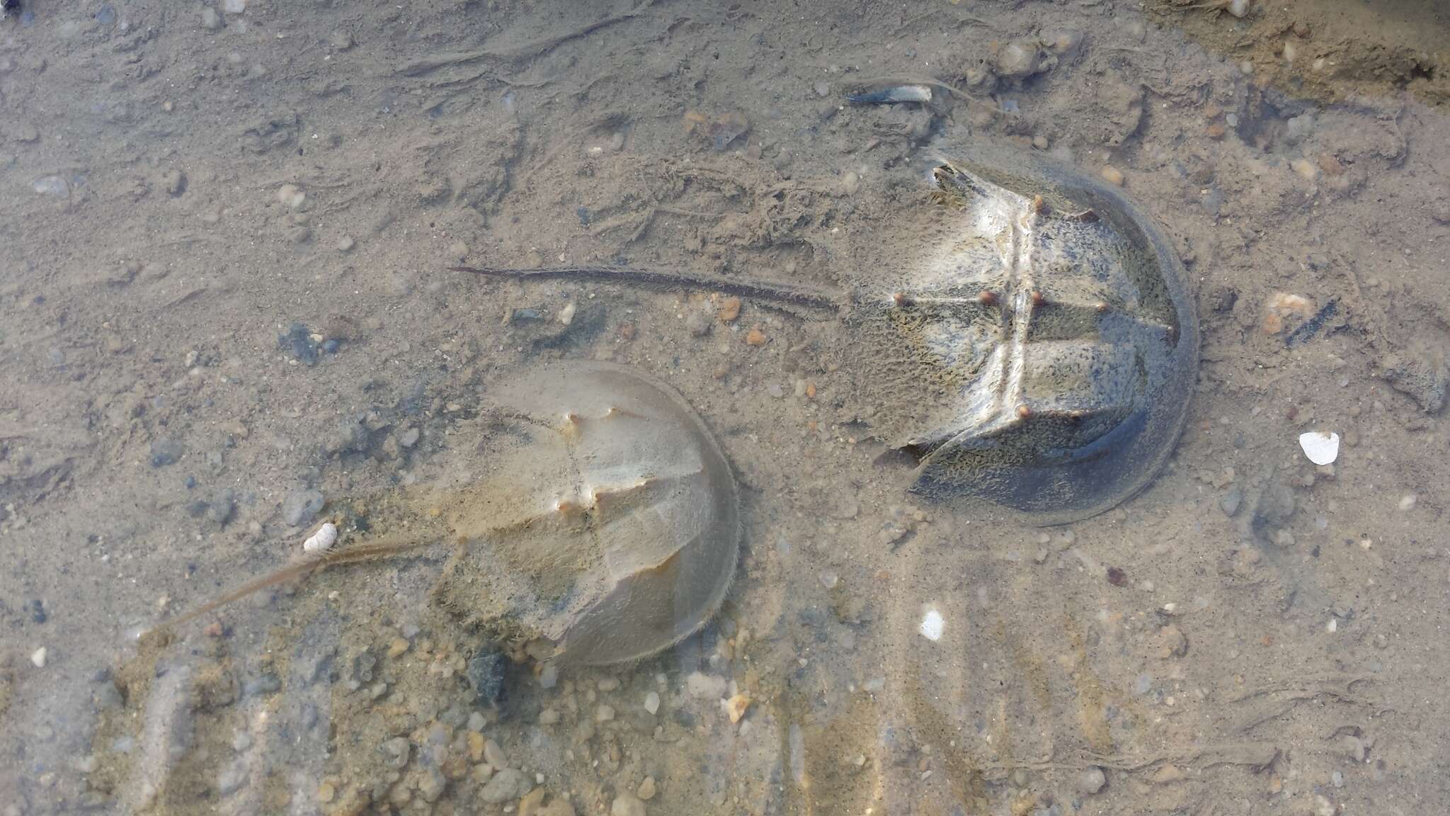 Image of Horseshoe Crab