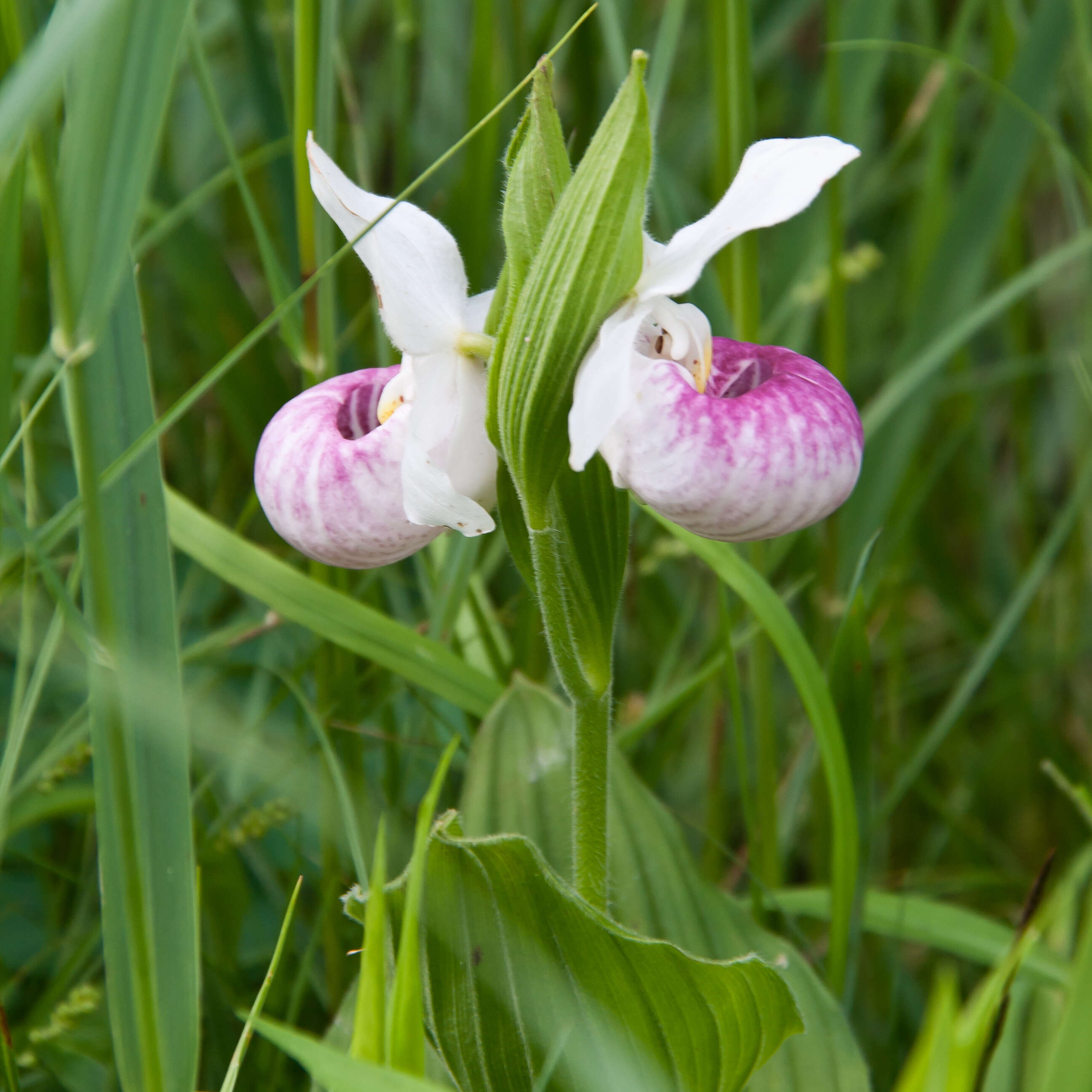 Image of Showy lady's slipper