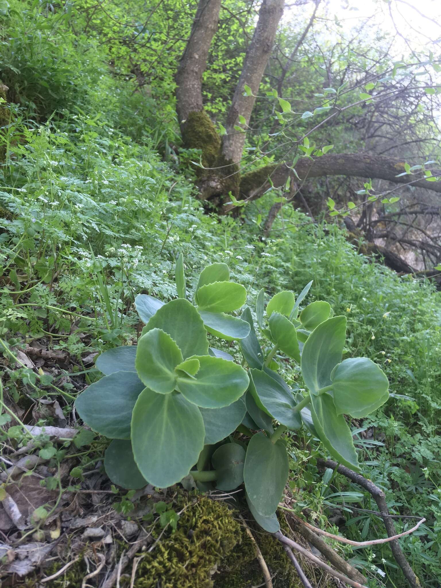 Image of Hylotelephium caucasicum (Grossh.) H. Ohba