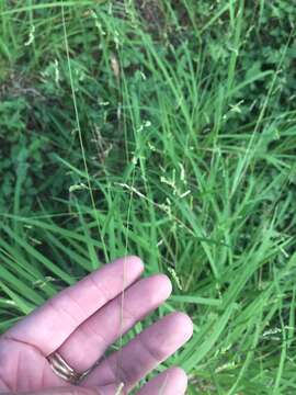 Image of bunch cutgrass