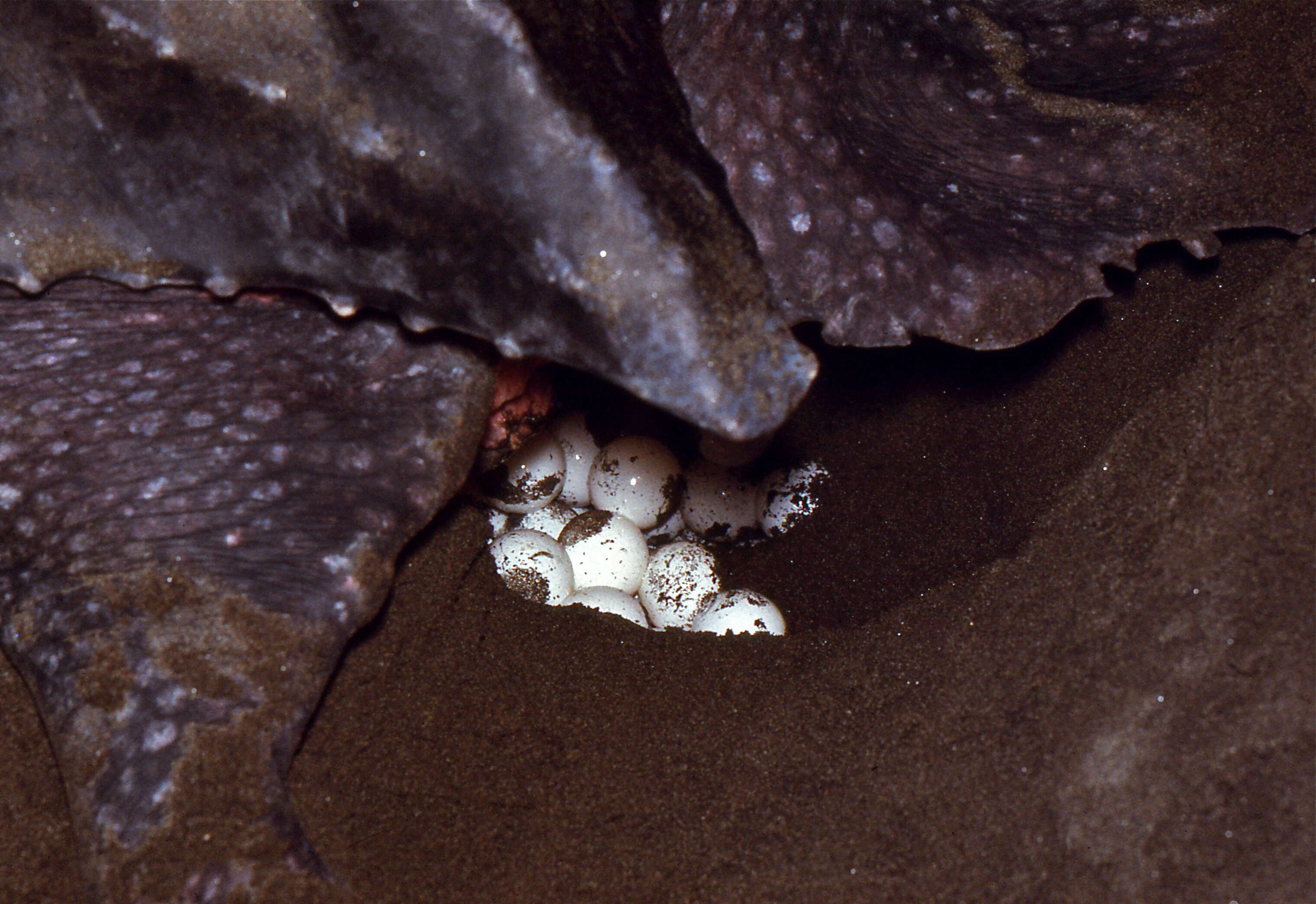 Image of Leatherback sea turtle