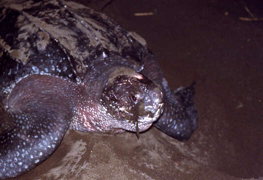 Image of Leatherback sea turtle