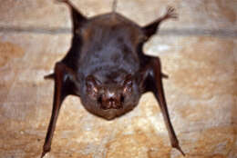 Image of Sac-winged bats