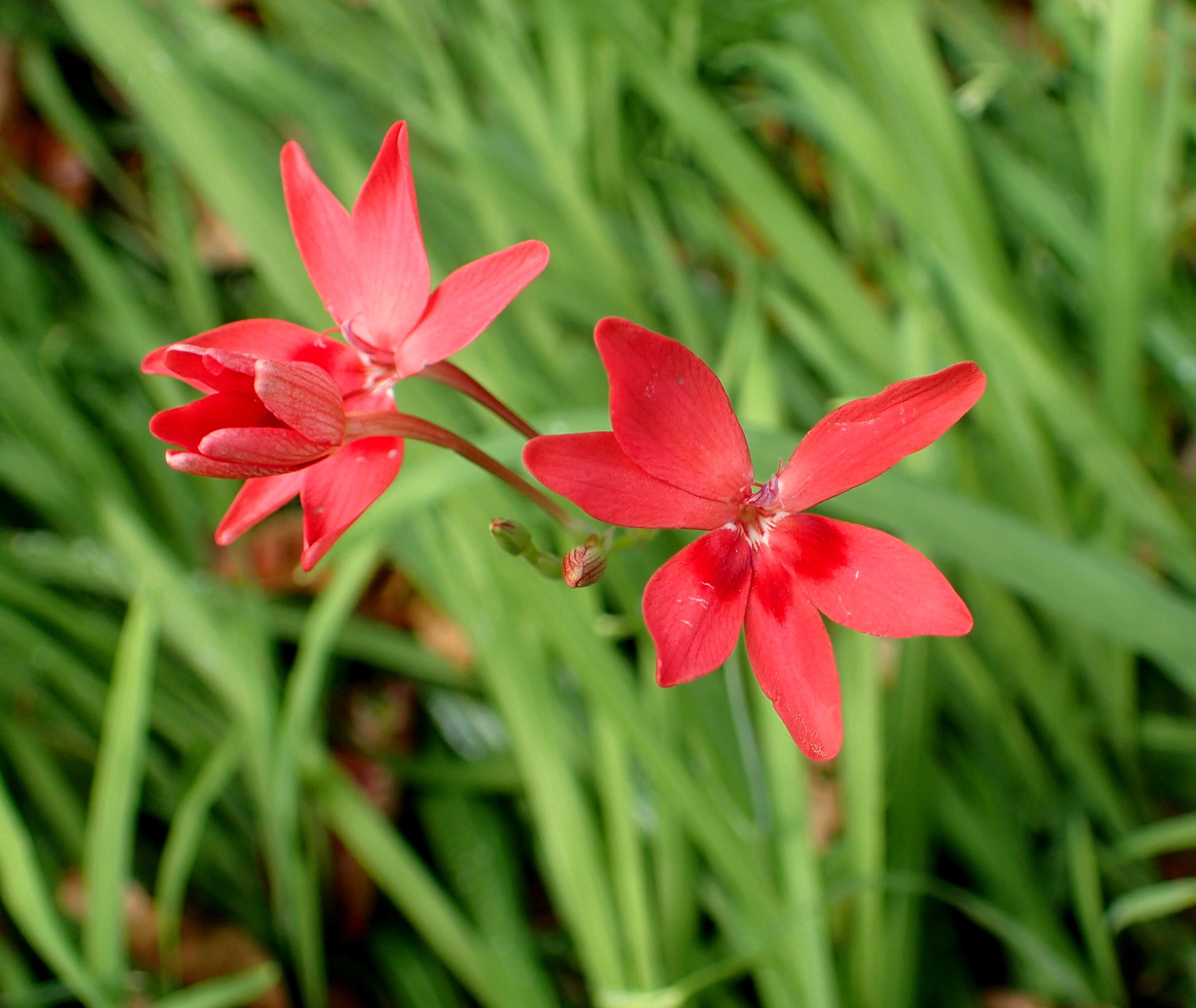 Image of false freesia