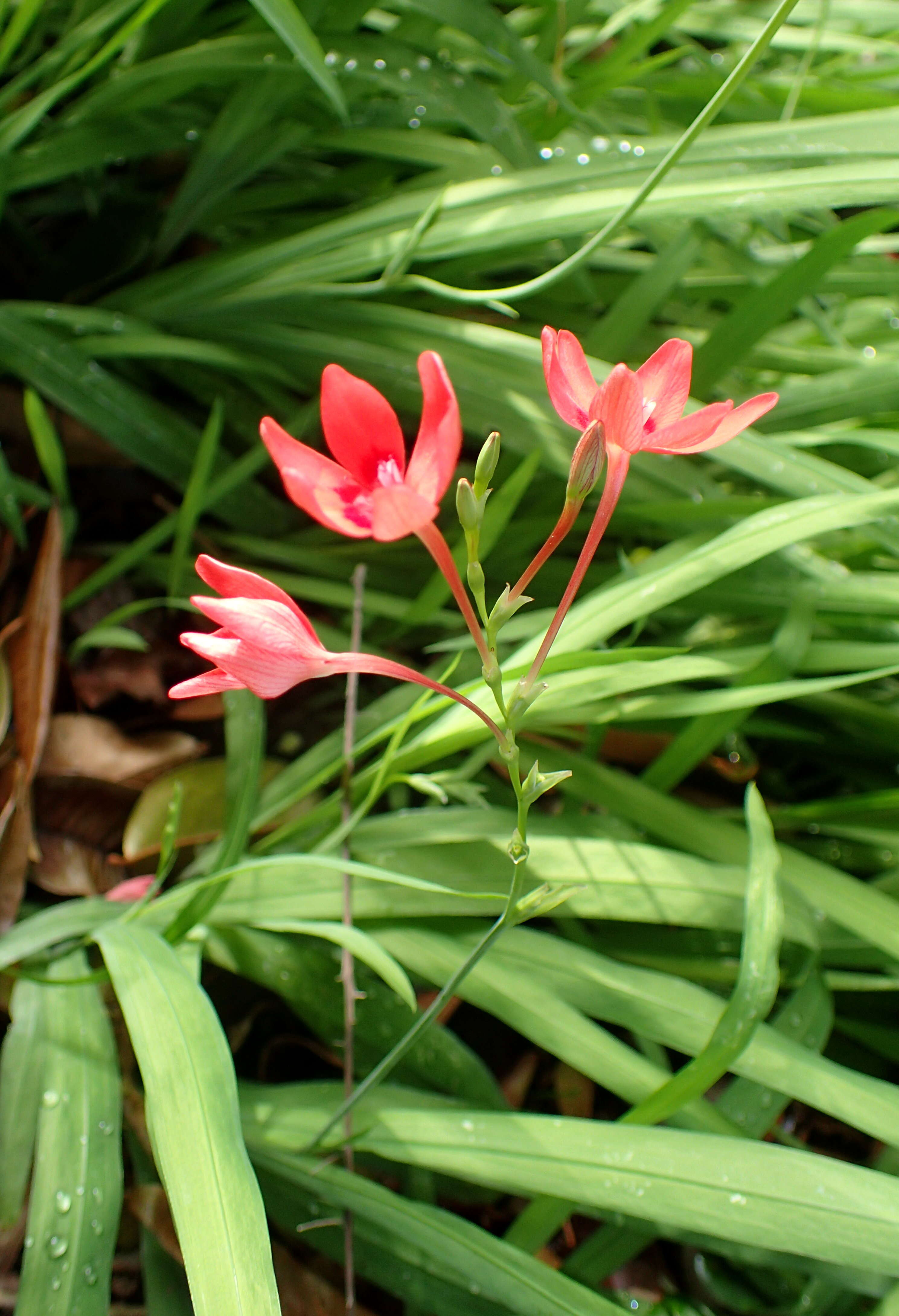 Image of false freesia