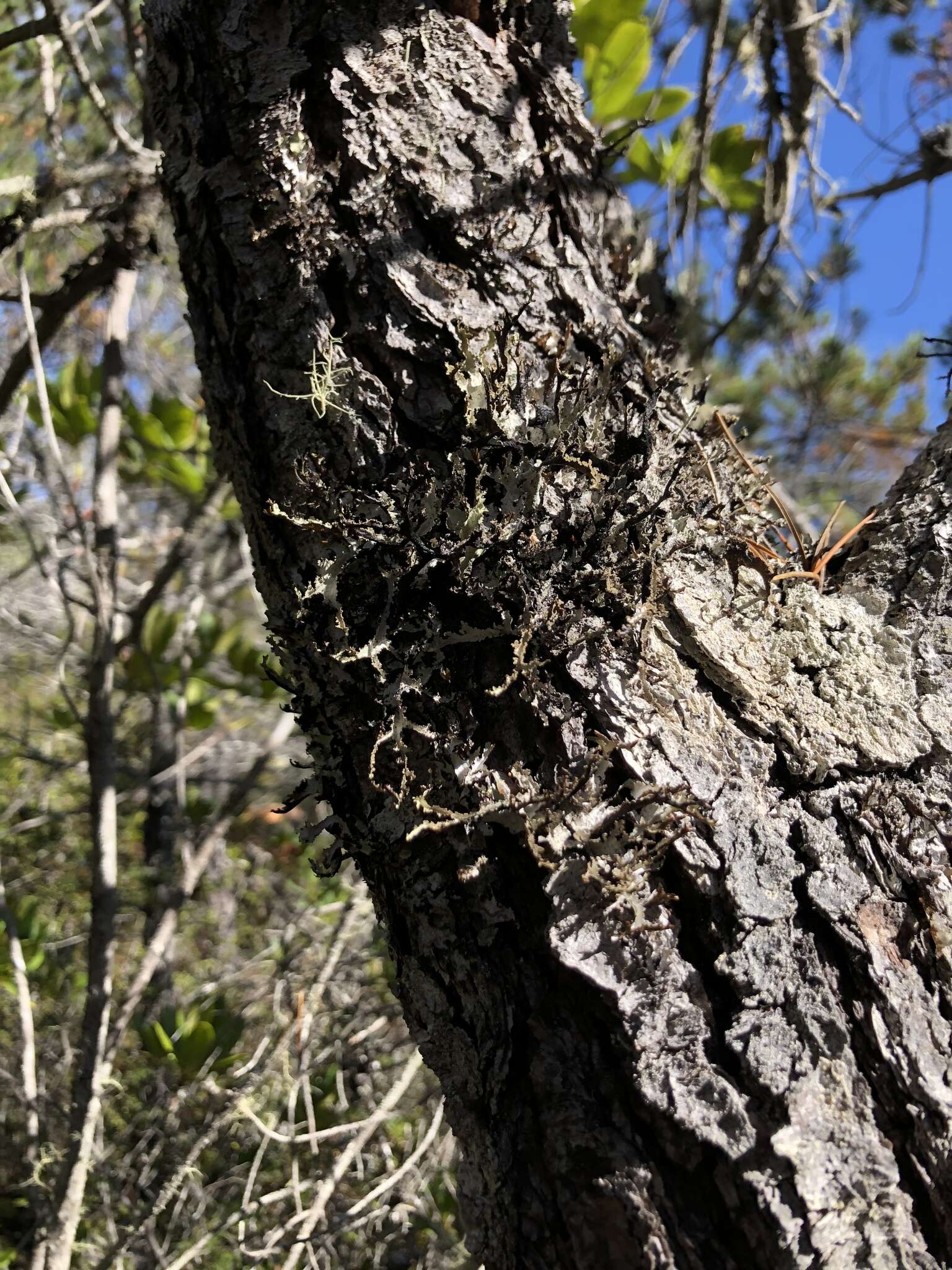 Image of Herre's ragged lichen