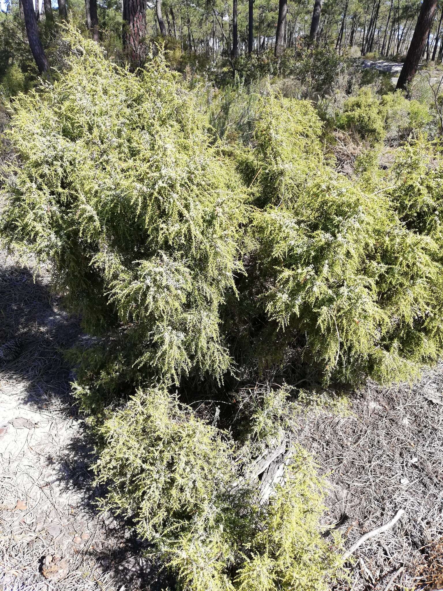 Image de Juniperus oxycedrus subsp. transtagana Franco