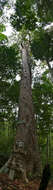 Image of Dipterocarpus crinitus Dyer