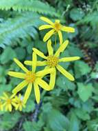 Image of Harford's ragwort