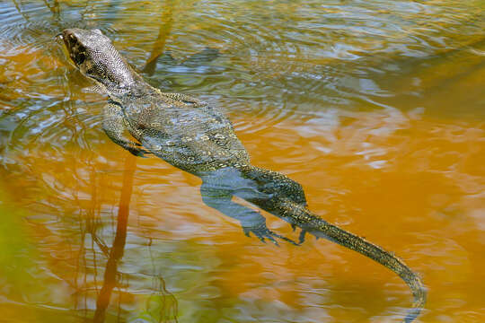 Image of Common Water Monitor