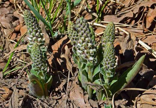 Image of Veronica plantaginea E. James