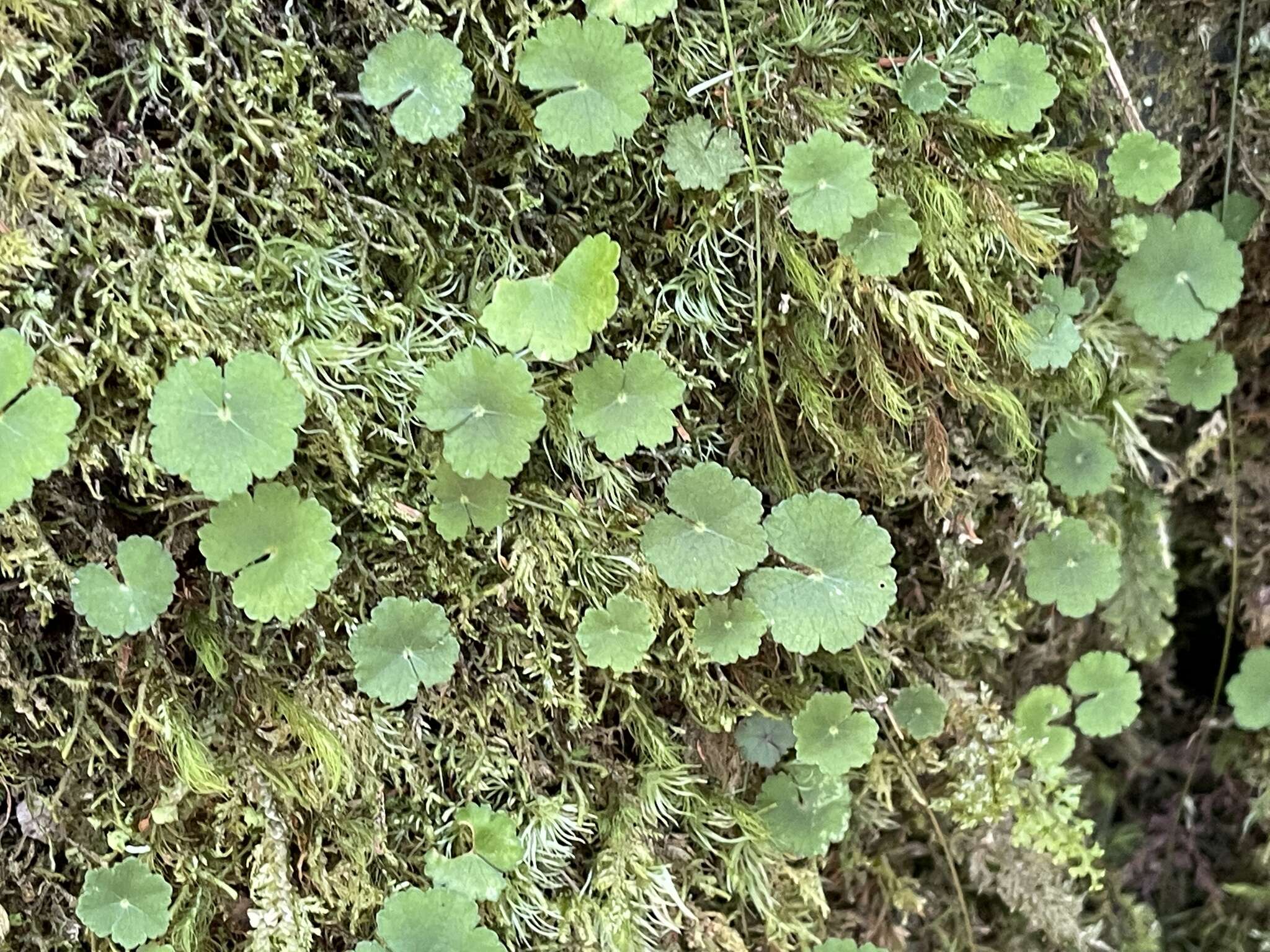 Imagem de Hydrocotyle nepalensis Hook.