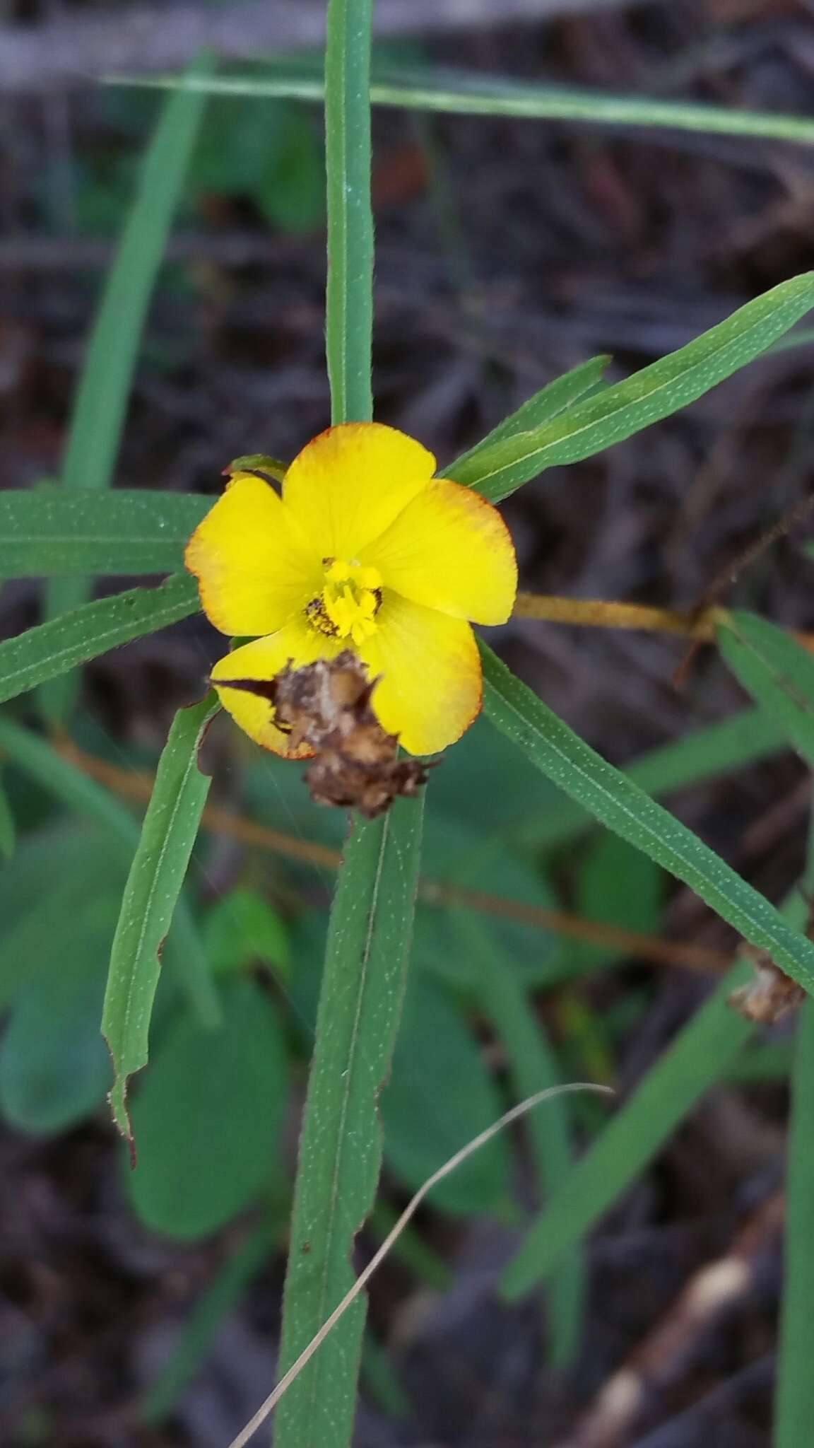 Cheirolaena linearis Benth. resmi