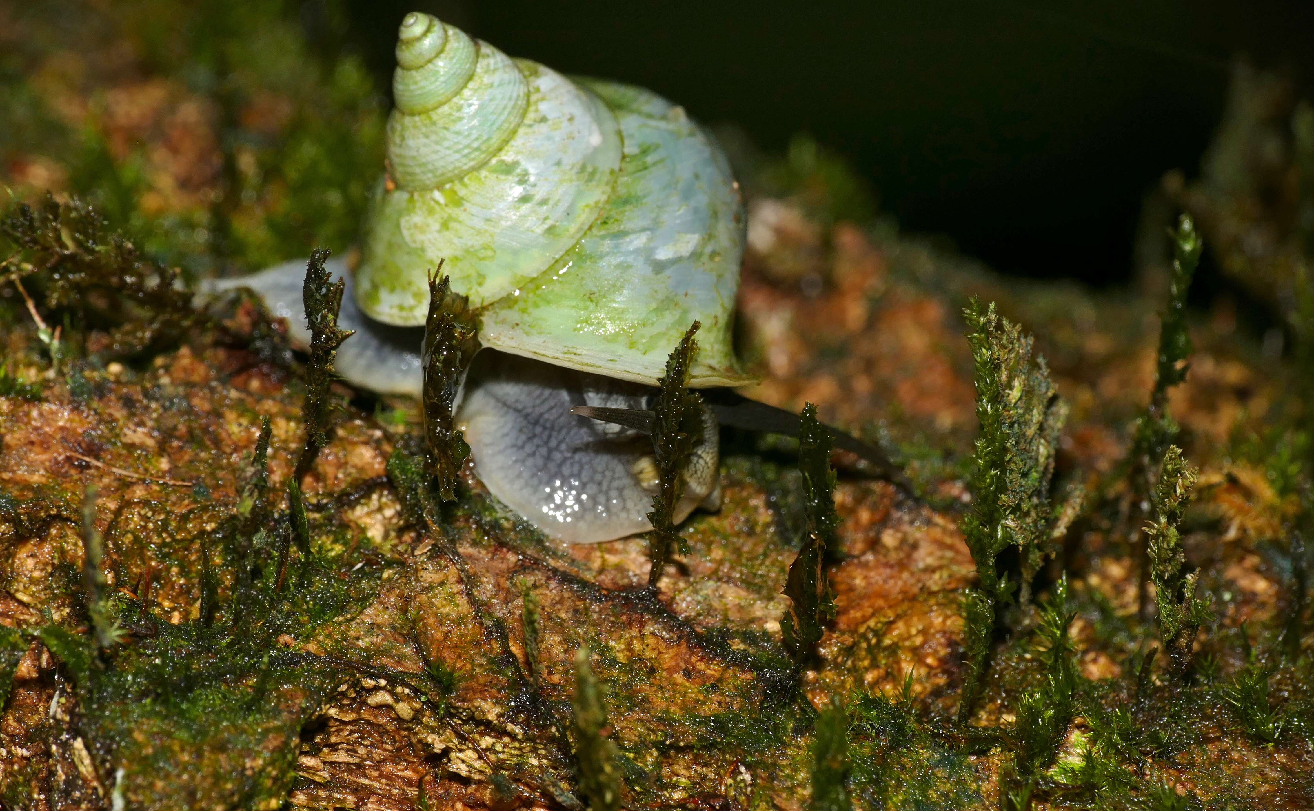 صورة Leptopoma L. Pfeiffer 1847