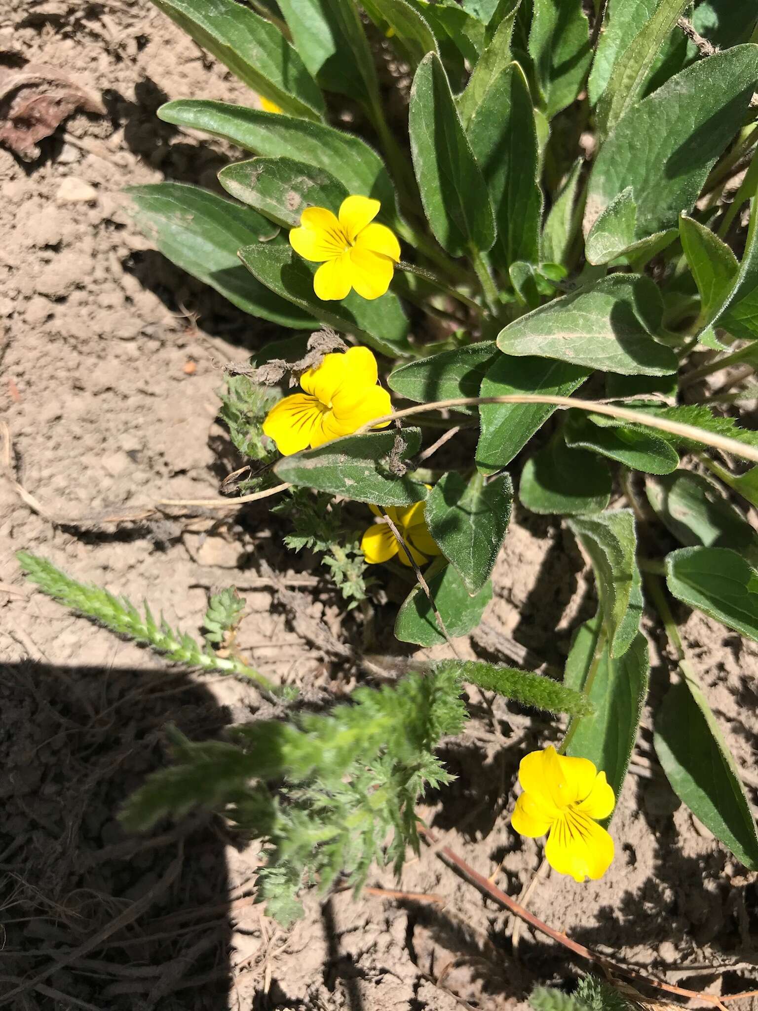 Image of canary violet