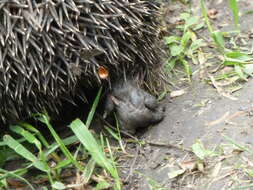 Image of Northern White-Breasted Hedgehog